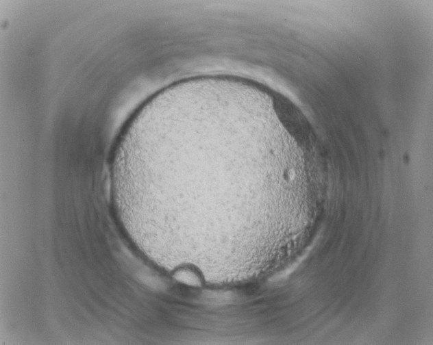 X0000066001509200603172152