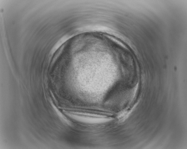 X0000066001521200603172152