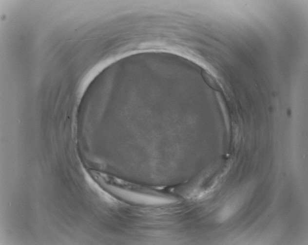 X0000066001527200603172153