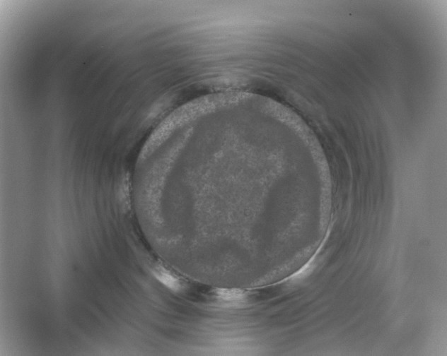 X0000066000144200603242041