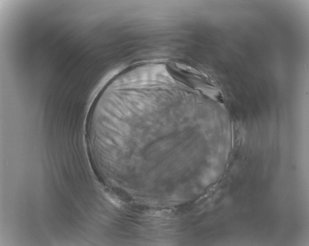 X0000066000147200603242040