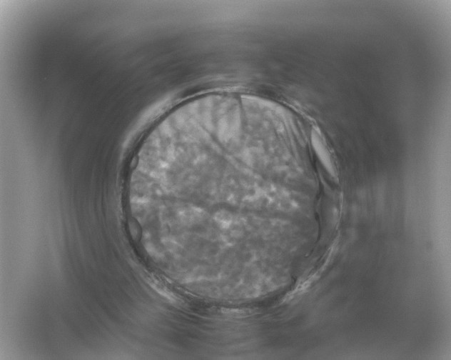 X0000066000149200603242040
