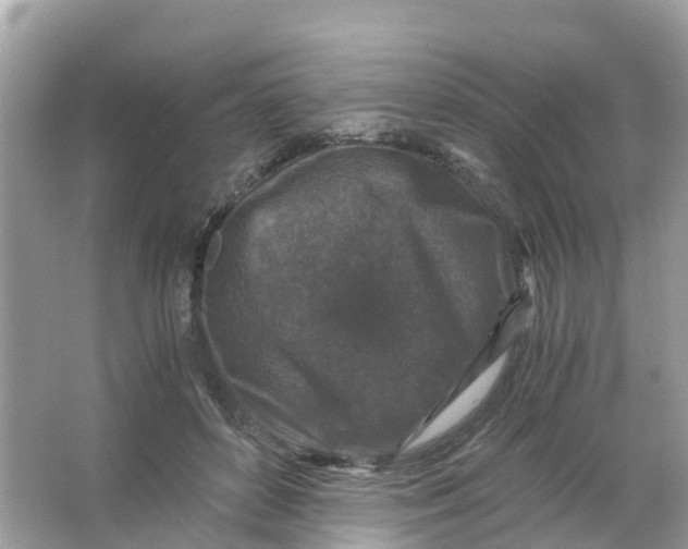 X0000066000504200603242035