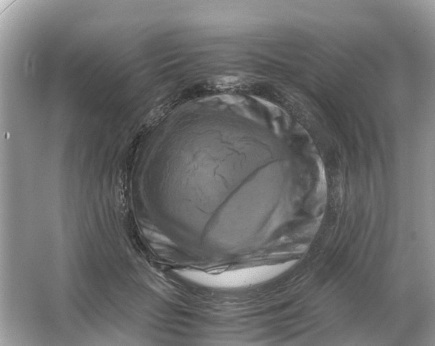 X0000066000653200603242033