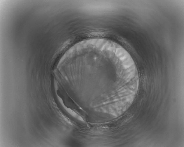 X0000066000729200603242031