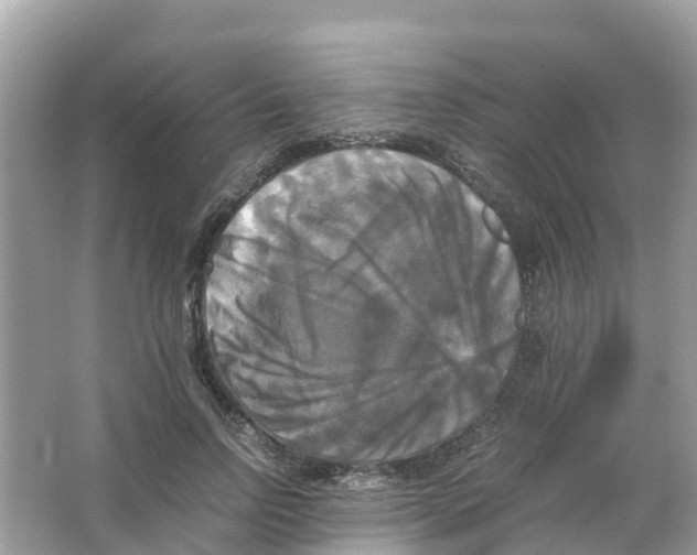 X0000066000742200603242031
