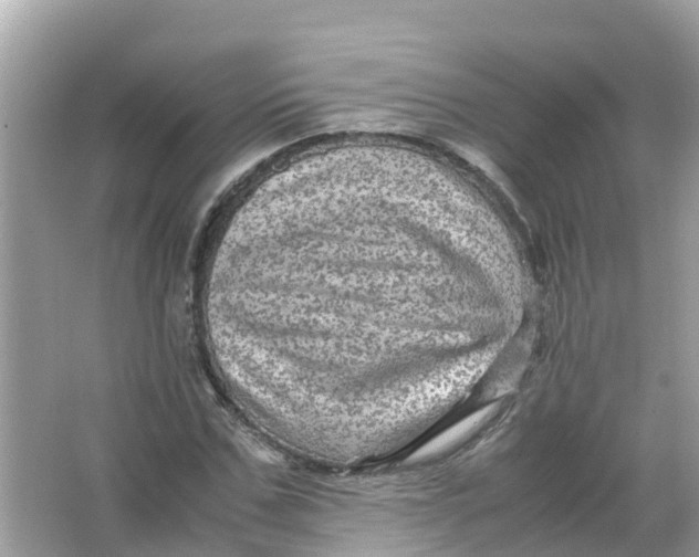 X0000066000971200603242027