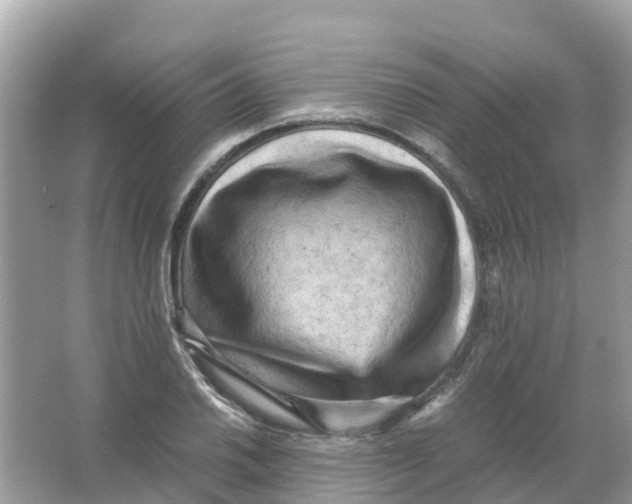 X0000066001030200603242026