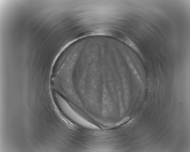 X0000066001132200603242025