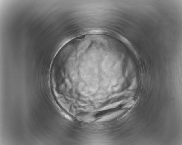 X0000066001194200603242023