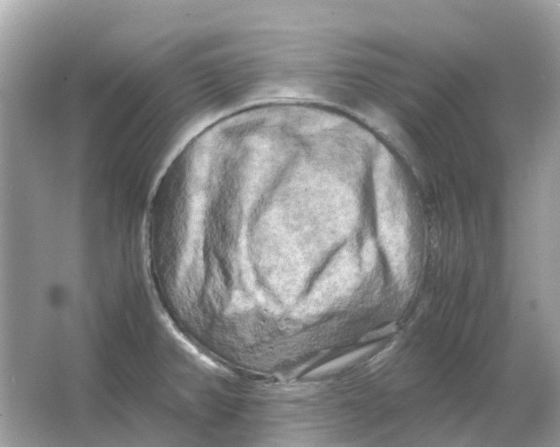 X0000066001382200603242020