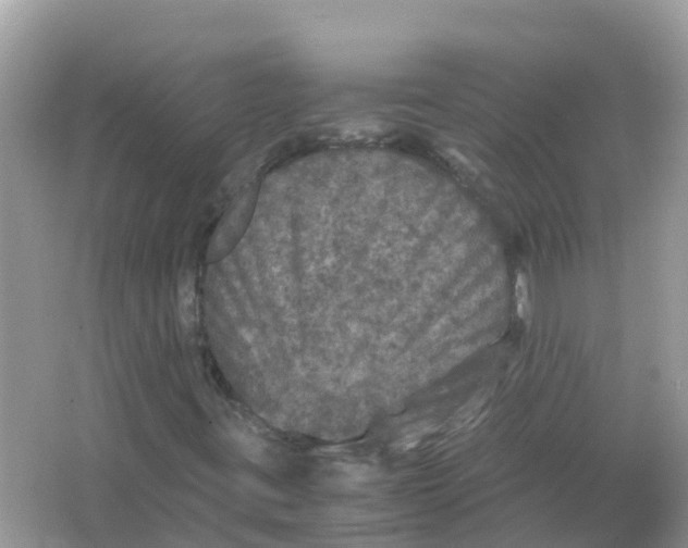 X0000066001395200603242019