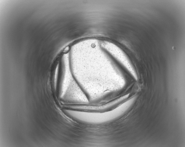 X0000066001452200603242019