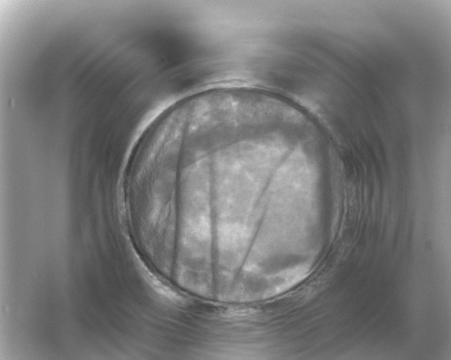 X0000066001466200603242019