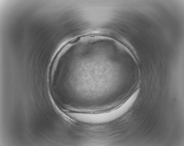 X0000066001483200603242018