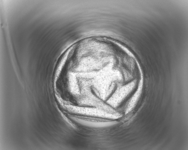X0000066001521200603242018