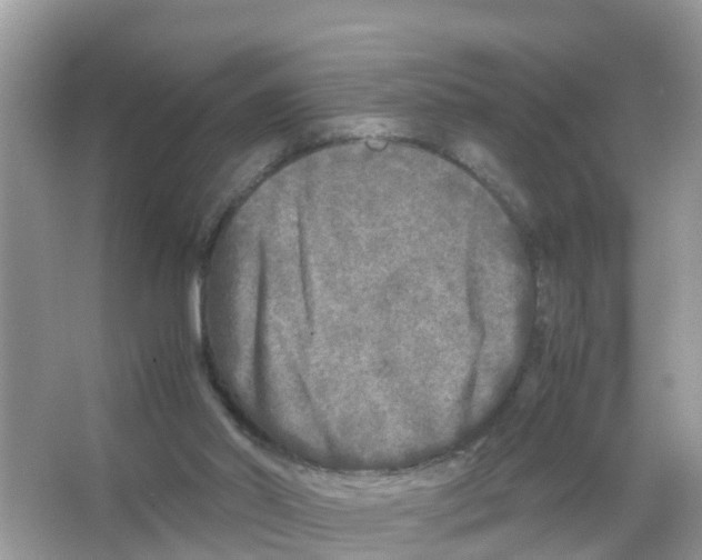 X0000066000014200603312009