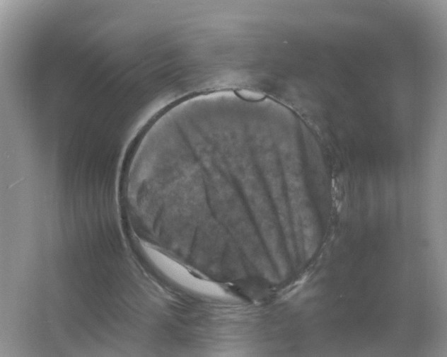 X0000066000196200603312006