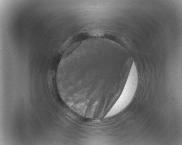 X0000066000229200603312005