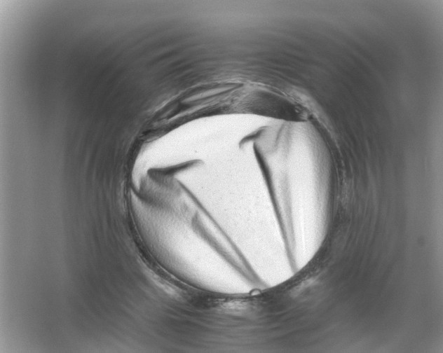 X0000066000441200603312001