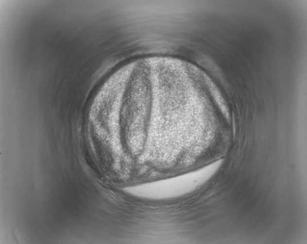 X0000066000483200603312001