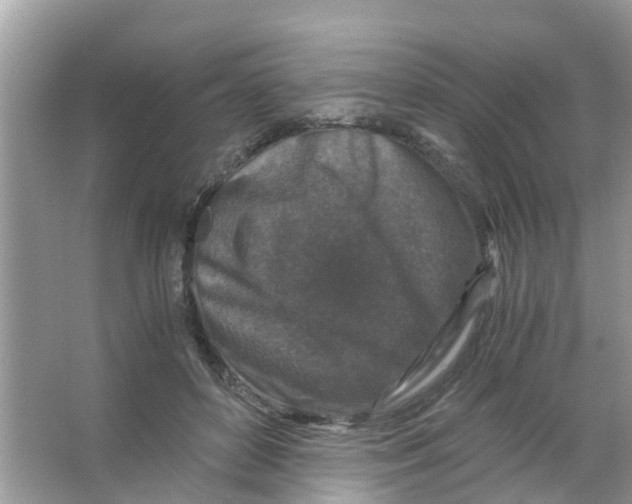 X0000066000504200603312000