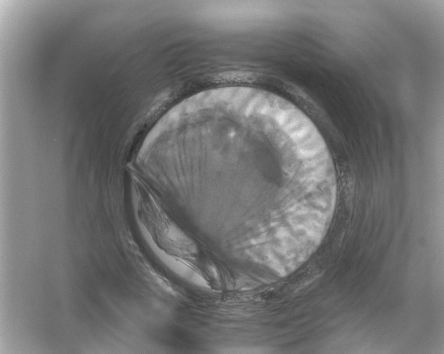 X0000066000729200603311956