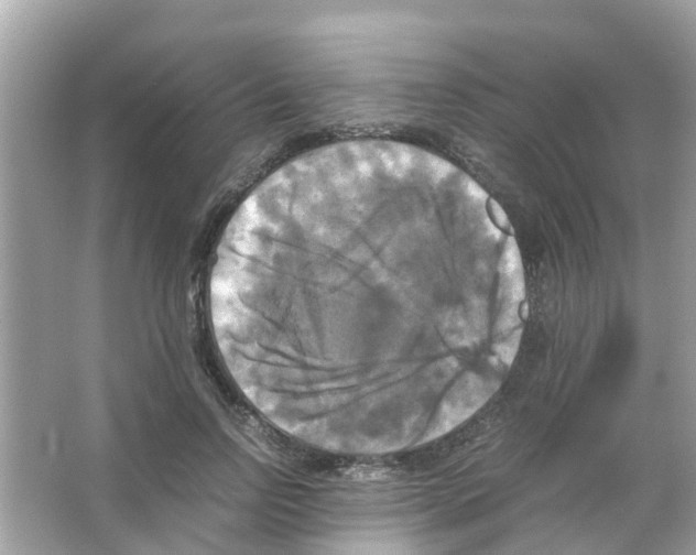 X0000066000742200603311956