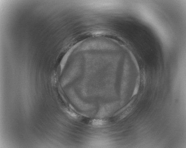 X0000066000766200603311957