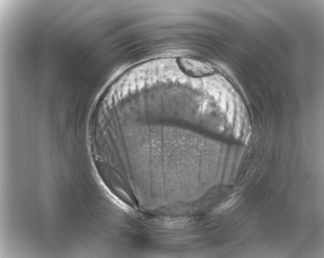 X0000066000851200603311955
