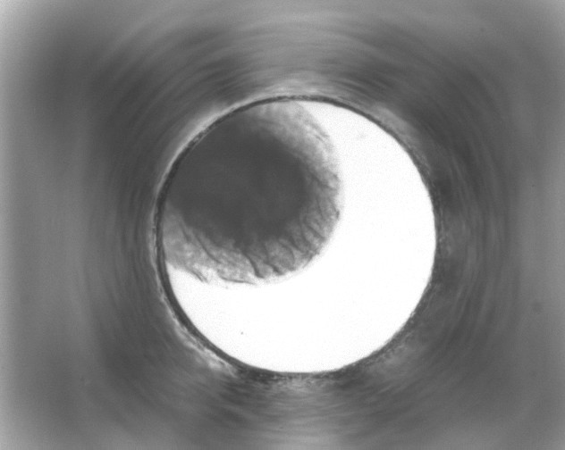 X0000066000950200603311953