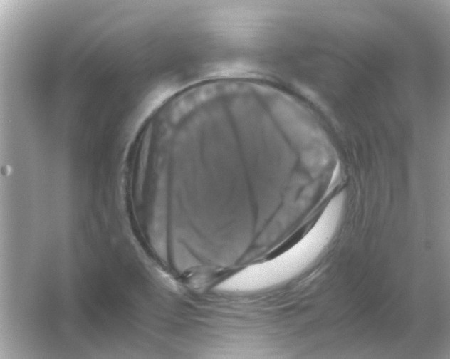 X0000066001463200603311944