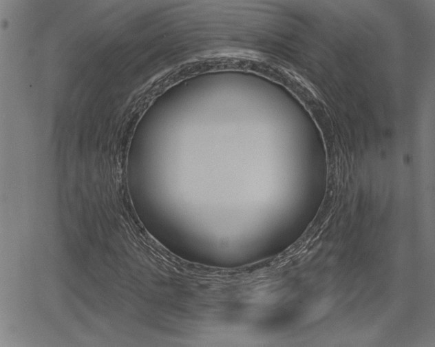 X0000066010821200603031001