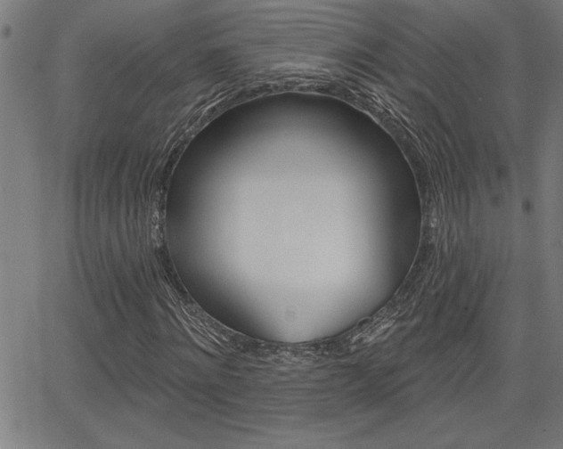 X0000066010868200603031001