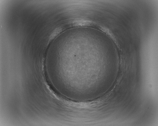 X0000066010010200603031235
