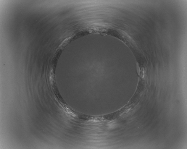 X0000066010915200603031219