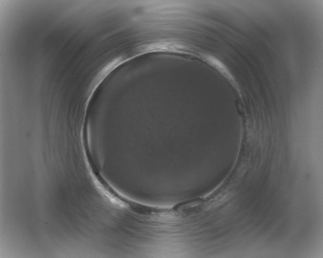 X0000066010946200603031219
