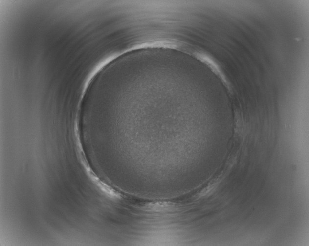 X0000066010952200603031219