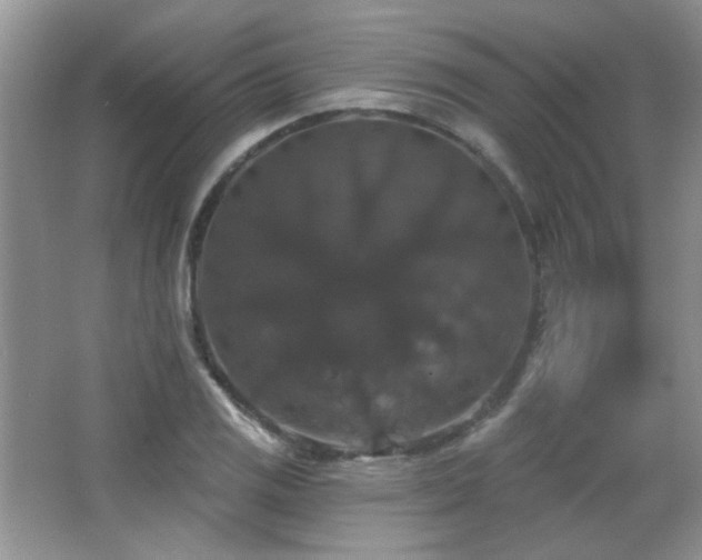 X0000066011125200603031216