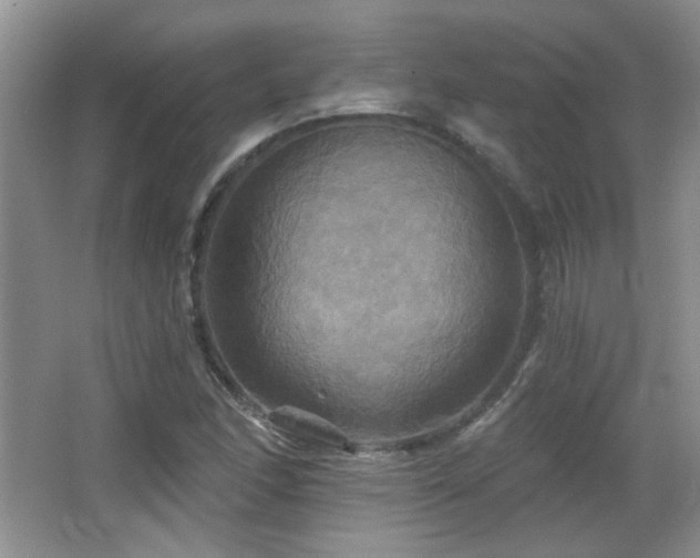 X0000066011166200603031215