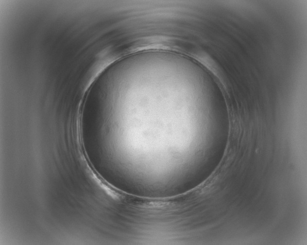 X0000066011290200603031213