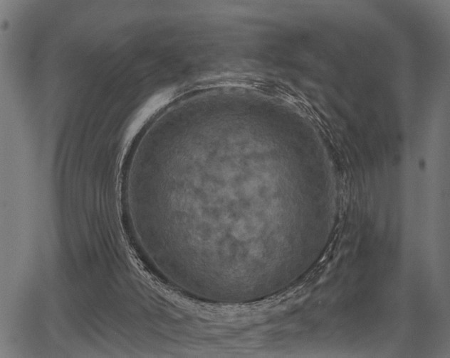 X0000066010006200603061309