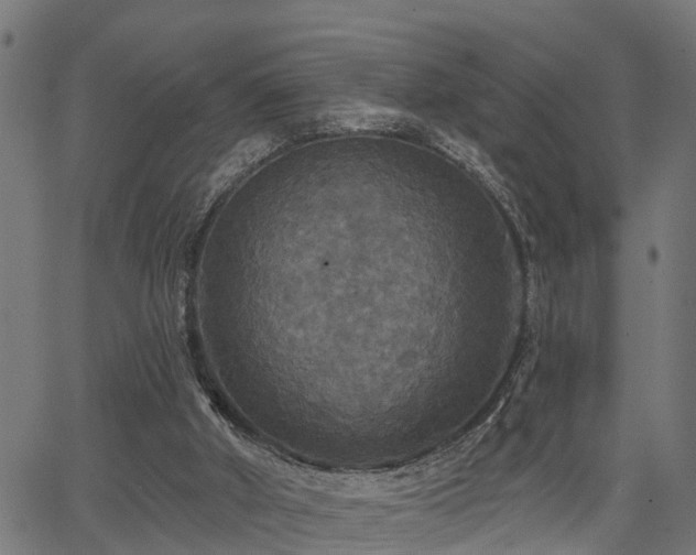 X0000066010010200603061309