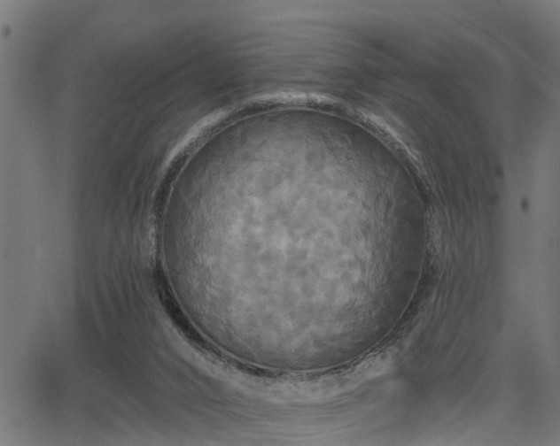 X0000066010016200603061309