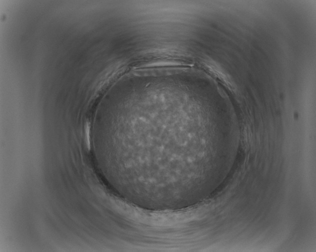 X0000066010022200603061309