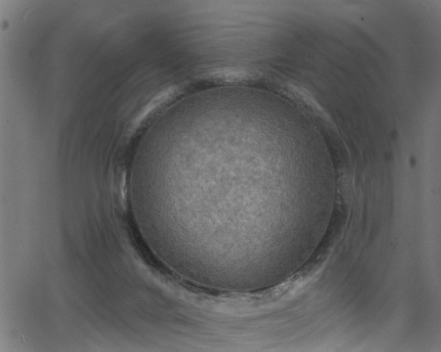 X0000066010024200603061309