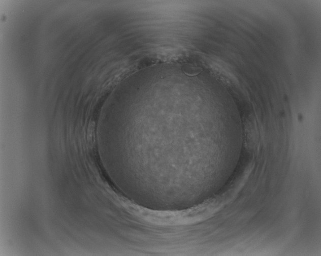 X0000066010034200603061309