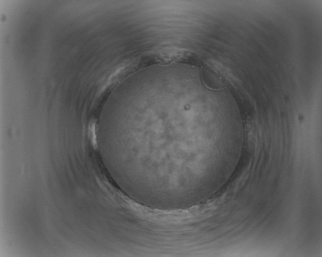 X0000066010042200603061308