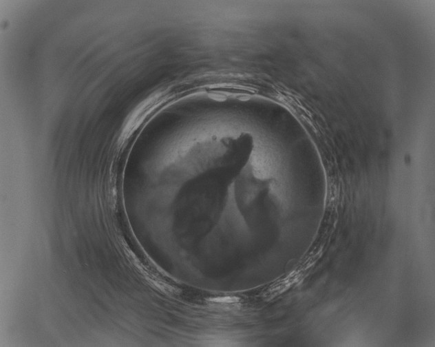 X0000066010053200603061308