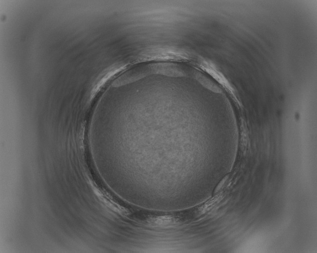 X0000066010058200603061308